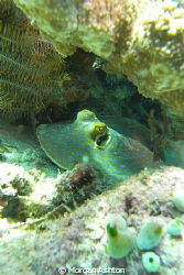 Blue Spotted Stingray wondering what I'm up to at Bangka ... by Morgan Ashton 
